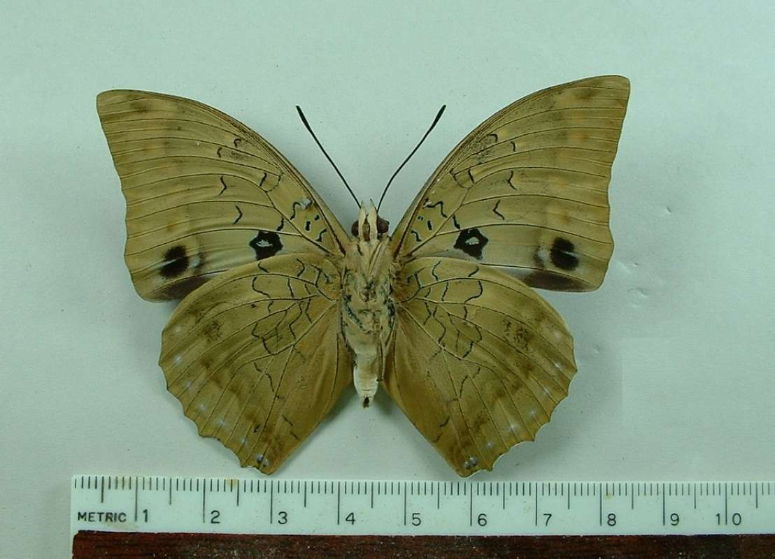 Male - Ventral View<br>(Origin of the Specimen: Bangui, R.C.A., Circa 1980)