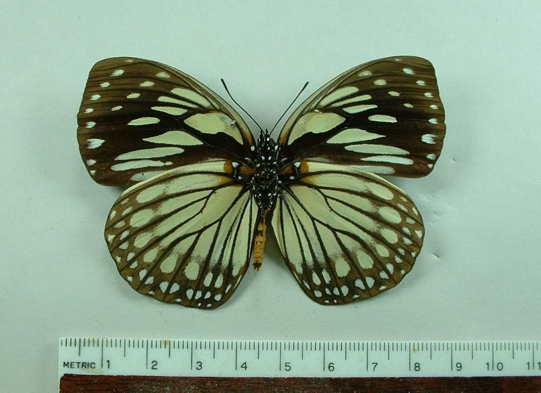 Male - Ventral View<br>(Origin of the Specimen: Bangui, R.C.A., Circa 1980)