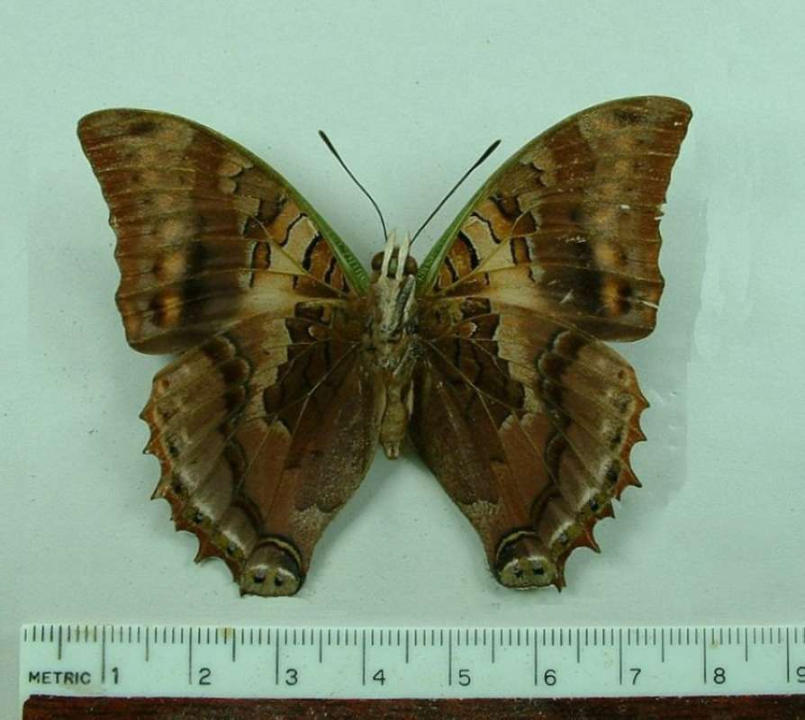 Male - Ventral View<br>(Origin of the Specimen: Mandraka, Madagascar, April 1965)
