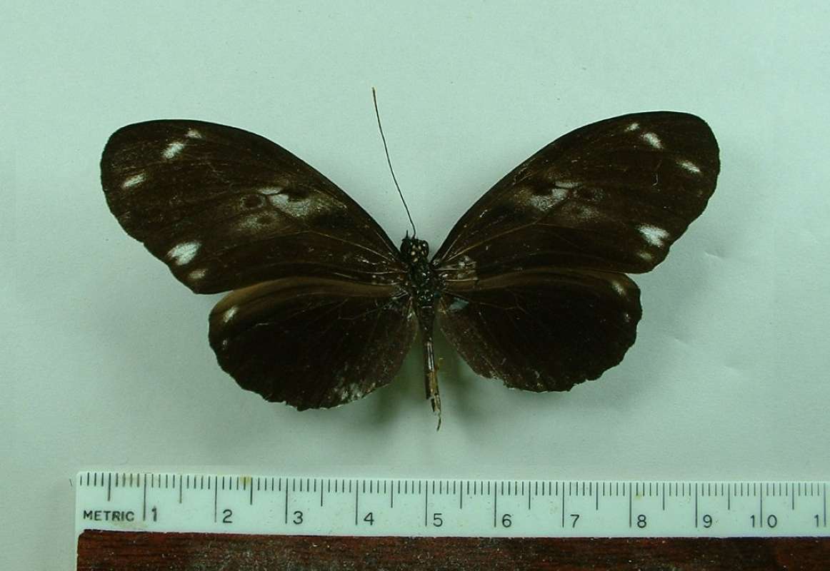 Male - Dorsal<br>(Origin of the Specimen: Guyana, Jan. 2003)