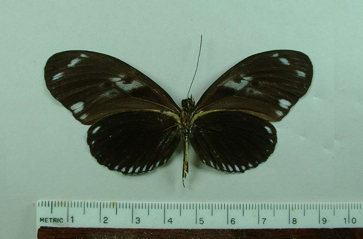 Male - Ventral<br>(Origin of the Specimen: Guyana, Jan. 2003)