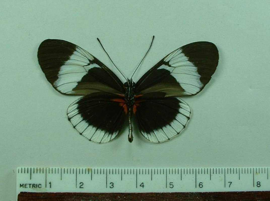 Male - Ventral<br>(Origin of the Specimen: Muzo, Colombia)