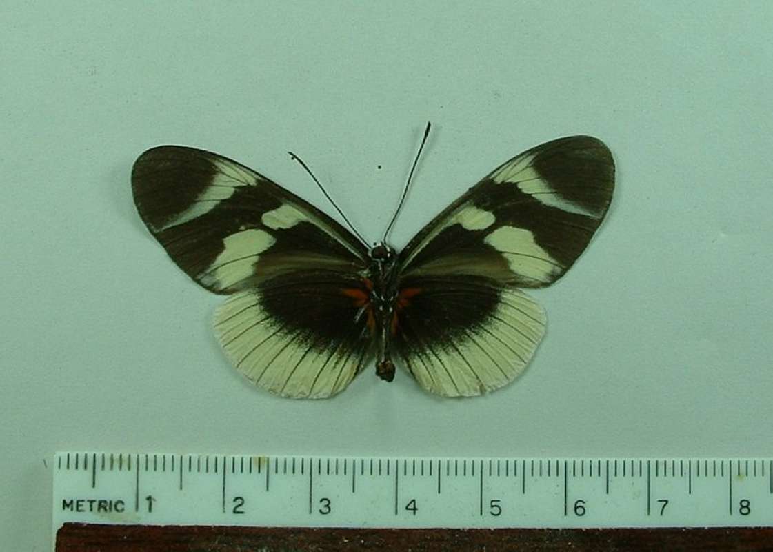 Male - Ventral<br>(Origin of the Specimen: Muzo, Colombia, April 1987)