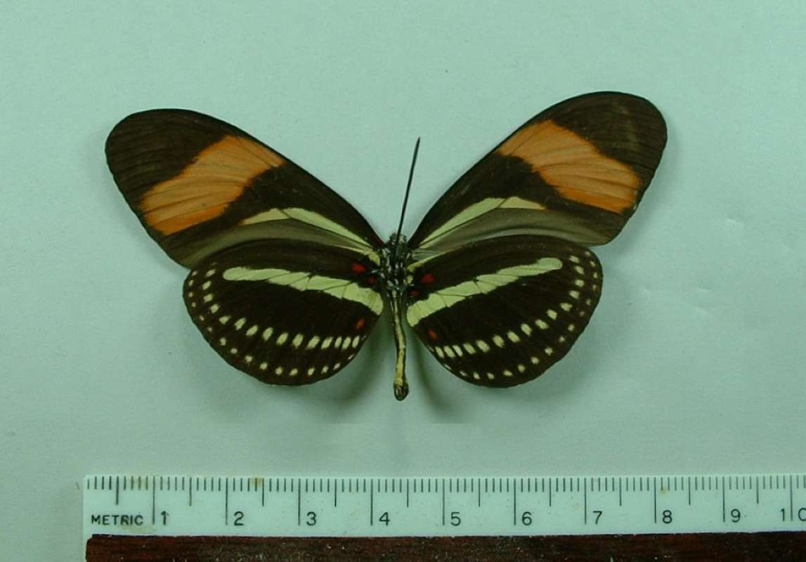 Male - Ventral<br>(Origin of the Specimen: Amazonas, Brazil, March 1978)