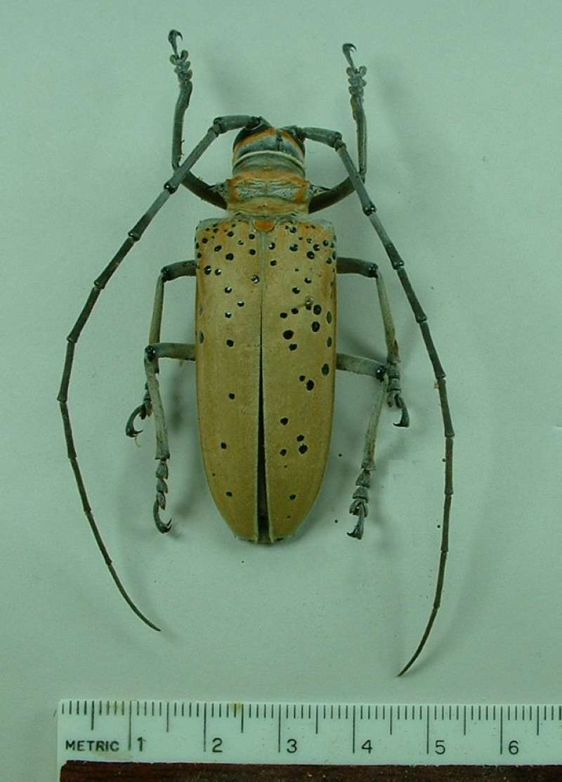 Mael - Dorsal View - Vertical<br>(Origin of the Specimen: Aseki, Morobi, June 1995)