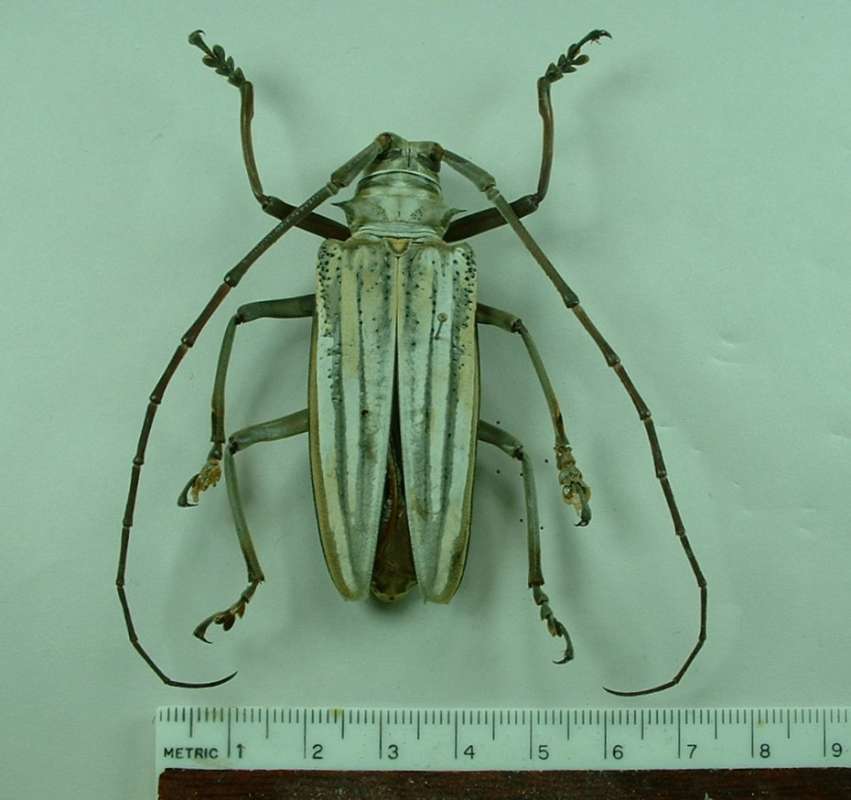Female - Dorsal View - Vertical View<br>(Origin of the Specimen: Malaita, Solomons, Apr 1998)
