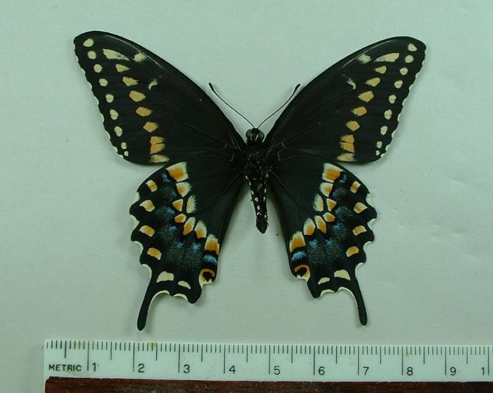 Male - Vental View - Form asterius<br>(Origin of the Specimen: White Mountain, Arizona, May 30, 03)