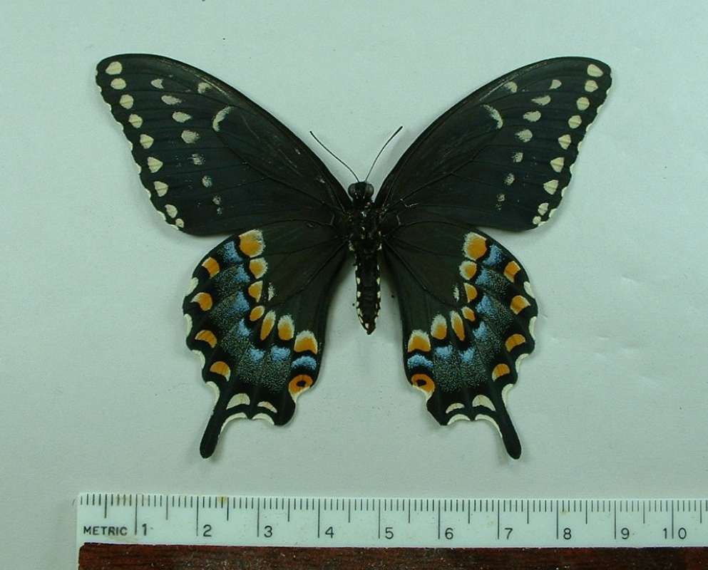 Female - Ventral View - Form curvifasica<br>(Origin of the Specimen: White Mountain, Arizona, May 30, 03)