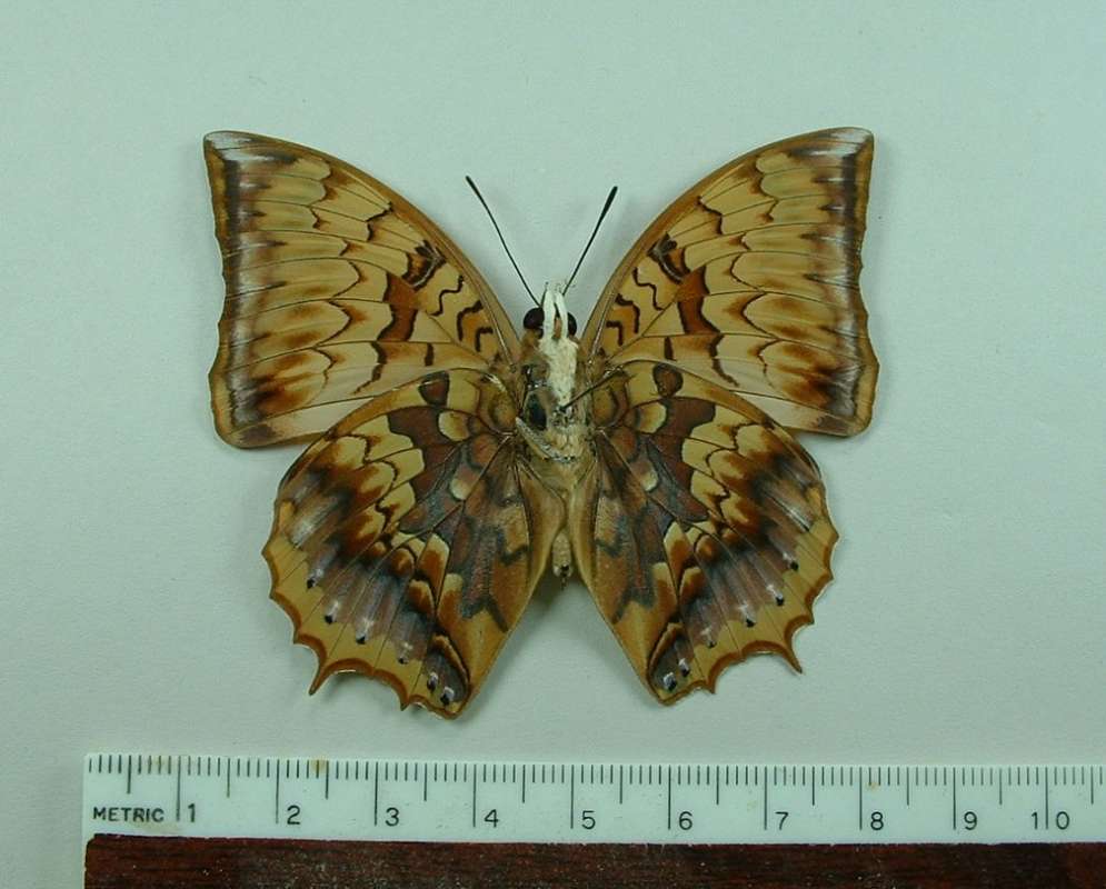 Male - Ventral View<br>(Origin of the Specimen: Celebes, April 1998)