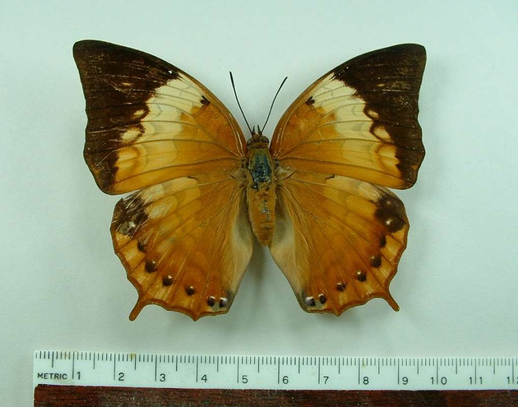 Female - Dorsal View<br>(Origin of the Specimen: Celebes, April 1998)