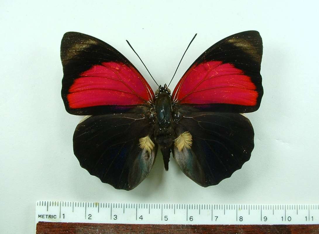 Dark Male - Dorsal View<br>(Origin of the Specimen: Huallaga, Peru, May 2006)