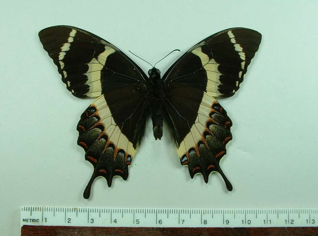 Male - Ventral View<br>(Origin of the Specimen: El Salvador, March 2009)