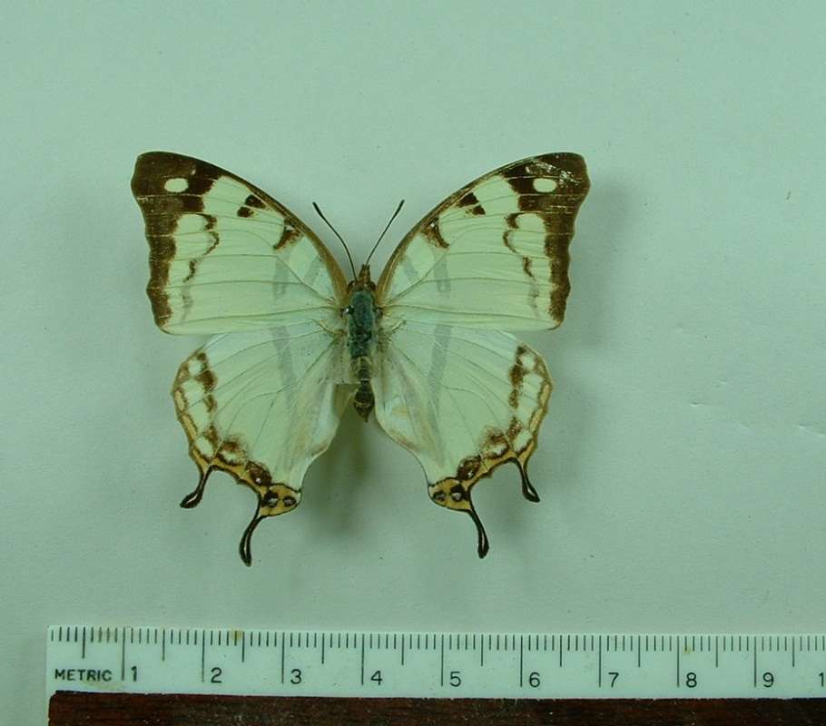 Female - Dorsal View<br>(Origin of the Specimen: Madagascar, Feb. 29, 1999)