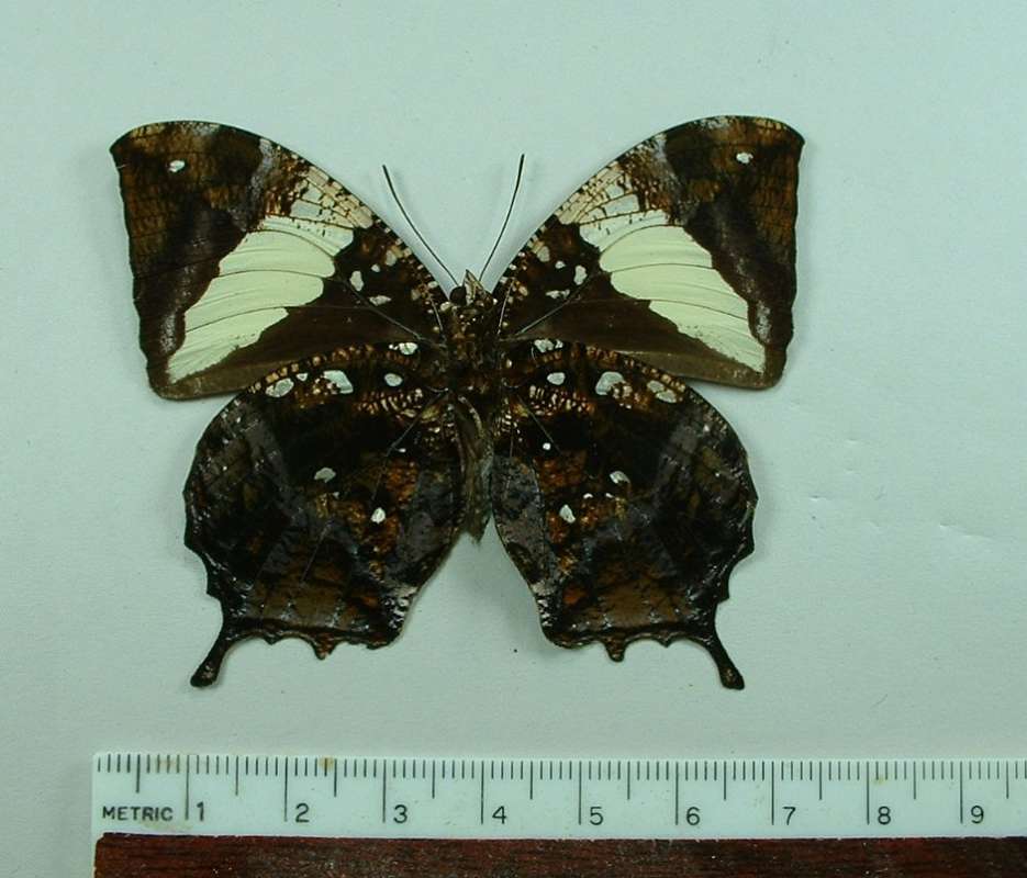 Male - Ventral View<br>(Origin of the Specimen: Costa Rica, October 2001)