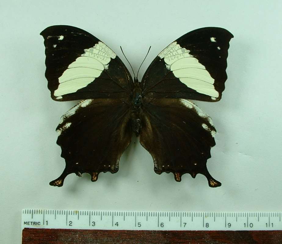 Female - Dorsal View<br>(Origin of the Specimen: Costa Rica, October 2001)