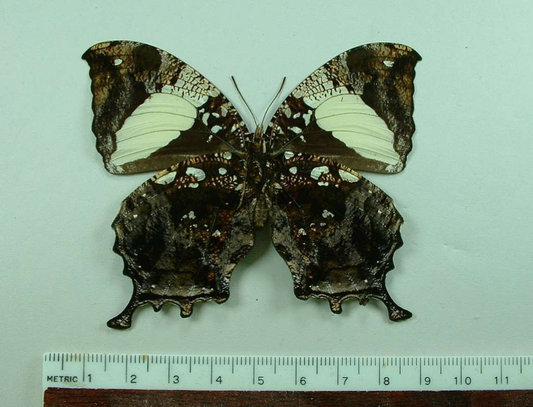 Female - Ventral View<br>(Origin of the Specimen: Costa Rica, October 2001)