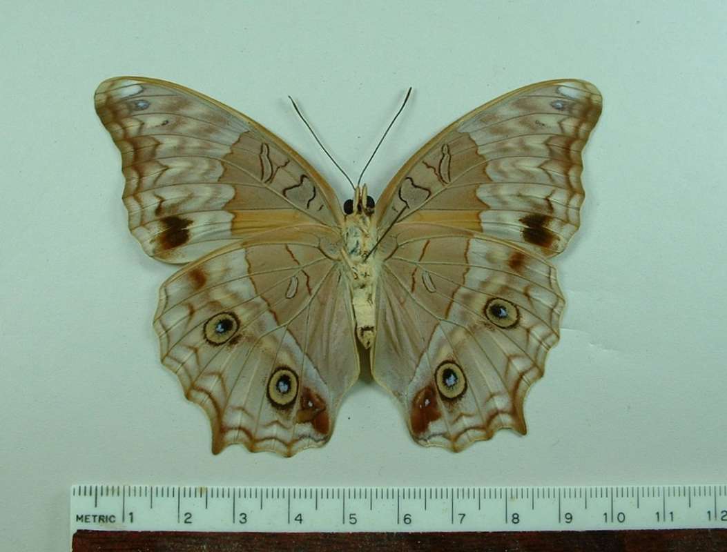 Female - Ventral View<br>(Origin of the Specimen: Papua, NG, April l989)