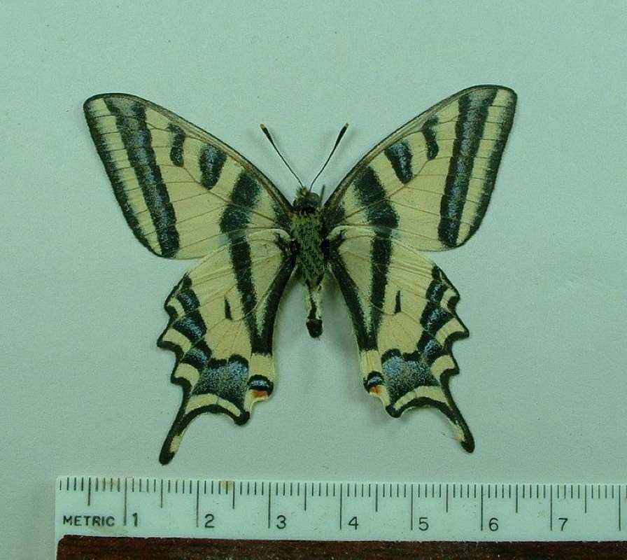 Male - Ventral View<br>(Origin of the Specimen: Greece, Apirl 2002)