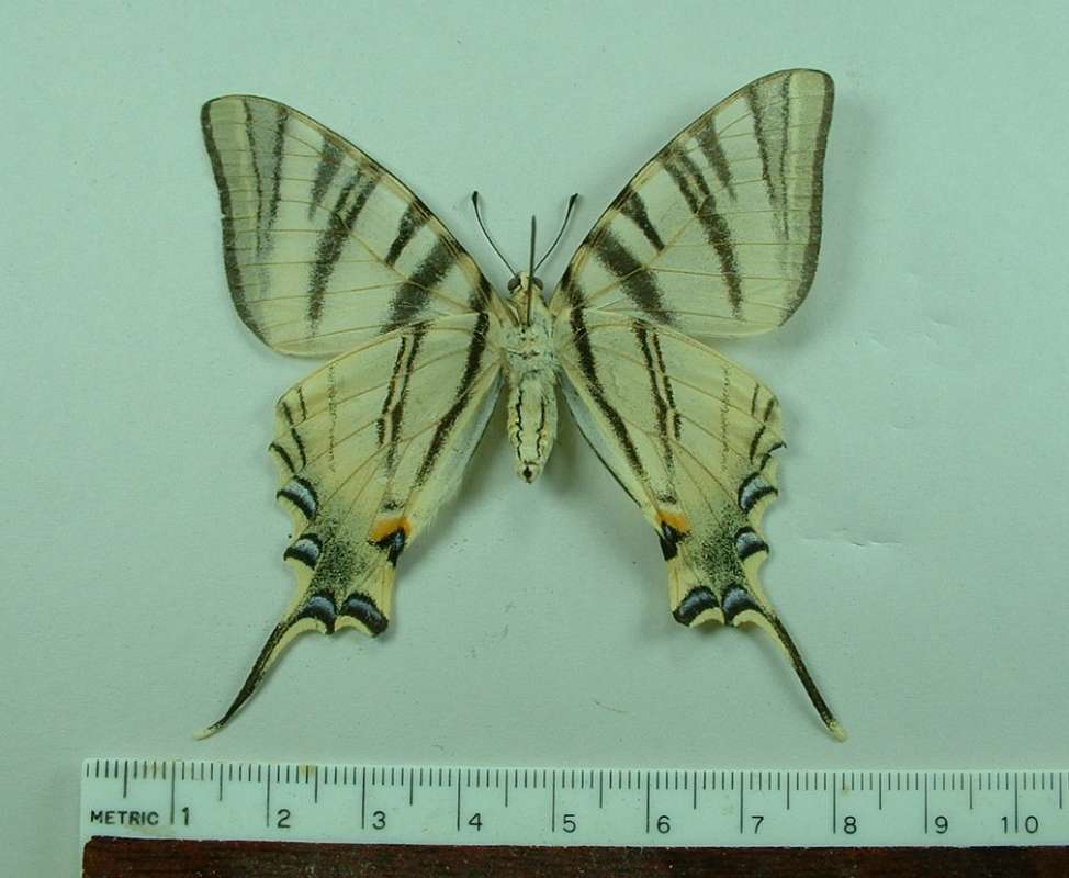 Female - Ventral View<br>(Origin of the Specimen: Italy, July 1986)