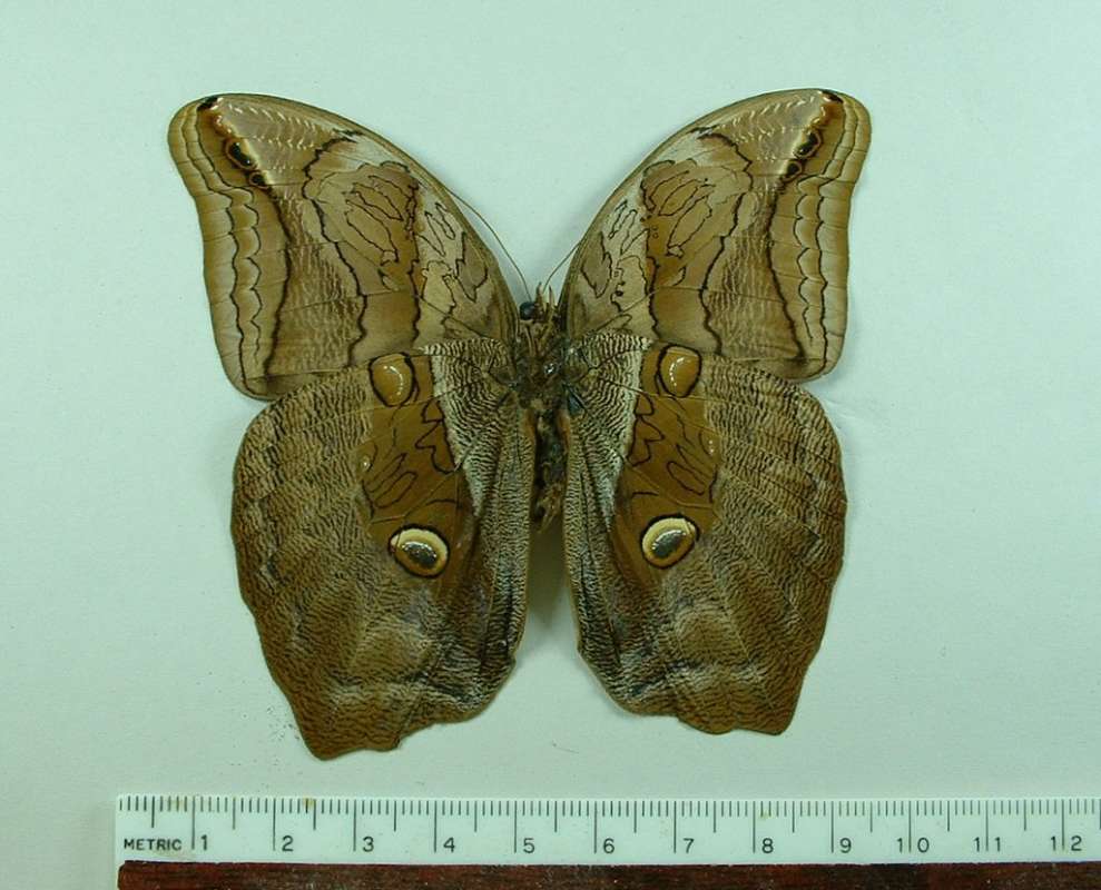 Male - Ventral View<br>(Origin of the Specimen: Costa Rica, April 2007)