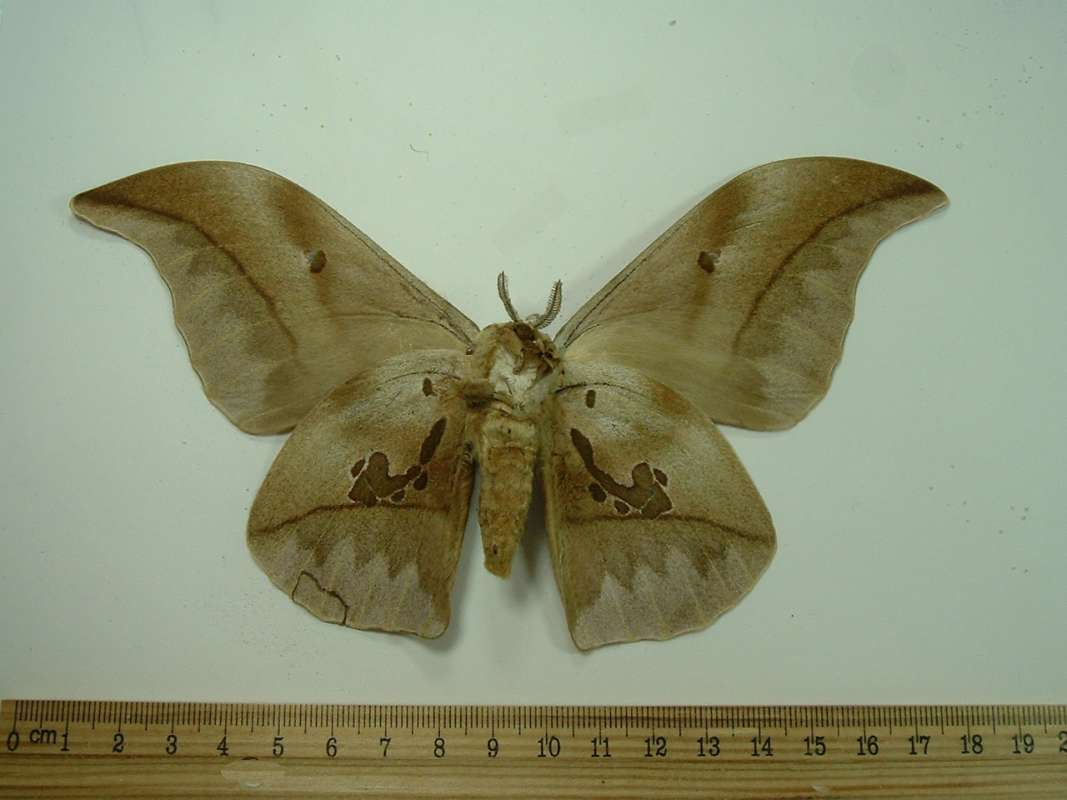 Male - Ventral<br>(Origin of the Specimen: Ex-larvae 1976)