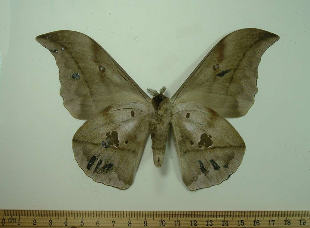 Male - Ventral View<br>(Origin of the Specimen: Gabon, May 1999)