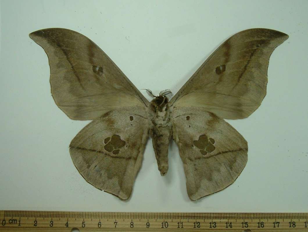 Male - Ventral View<br>(Origin of the Specimen: Uganda, July 1977)
