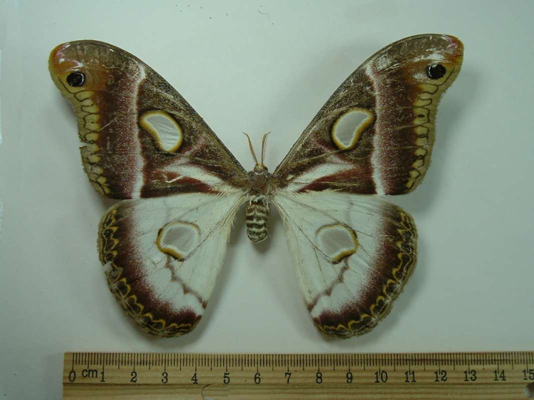 Female - Dorsal View<br>(Origin of the Specimen: No Data Given)