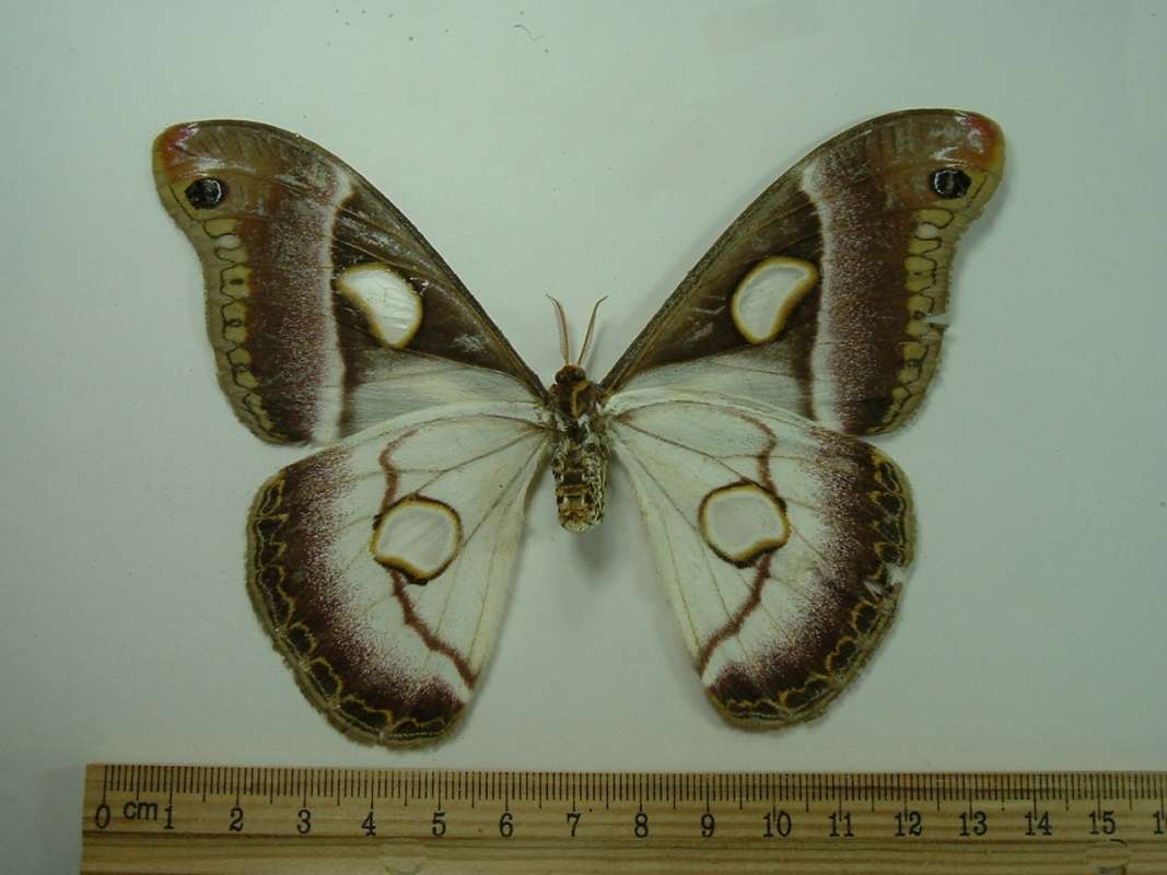 Female - Ventral View<br>(Origin of the Specimen: No Data Given)