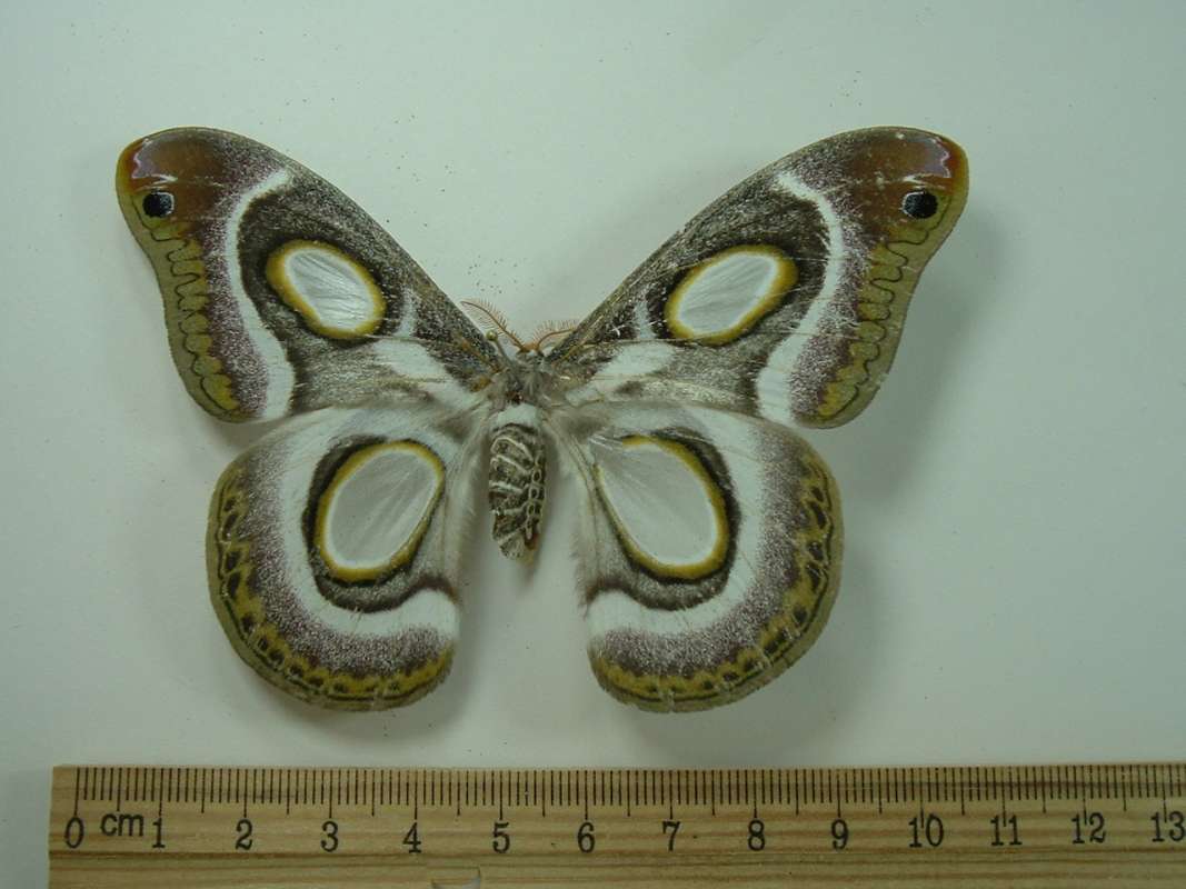 Female - Dorsal View<br>(Origin of the Specimen: Tanzania, April 2001)