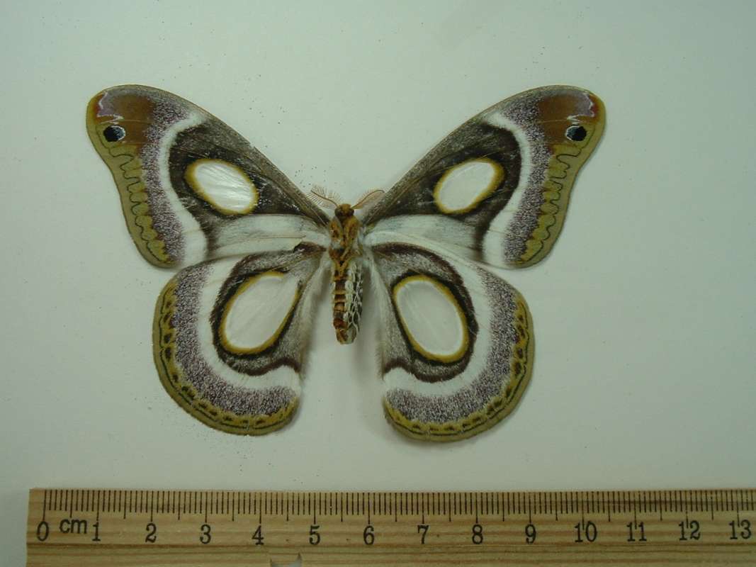 Female - Ventral View<br>(Origin of the Specimen: Tanzania, April 2001)