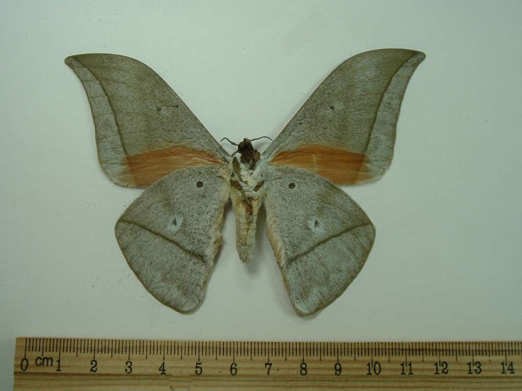 Male - Ventral<br>(Origin of the Specimen: Tanzania, March 1999)