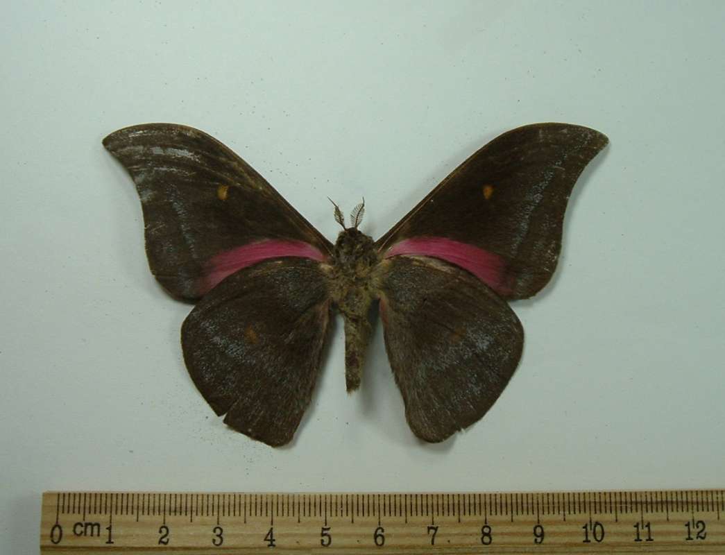 Male - Ventral View<br>(Origin of the Specimen: Bangui, R.C.A.)