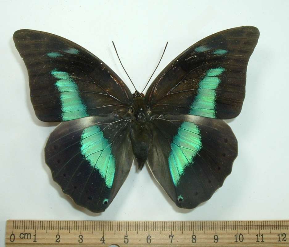 Female - Dorsal<br>(Origin of the Specimen: Satipo, Peru, June 2008)