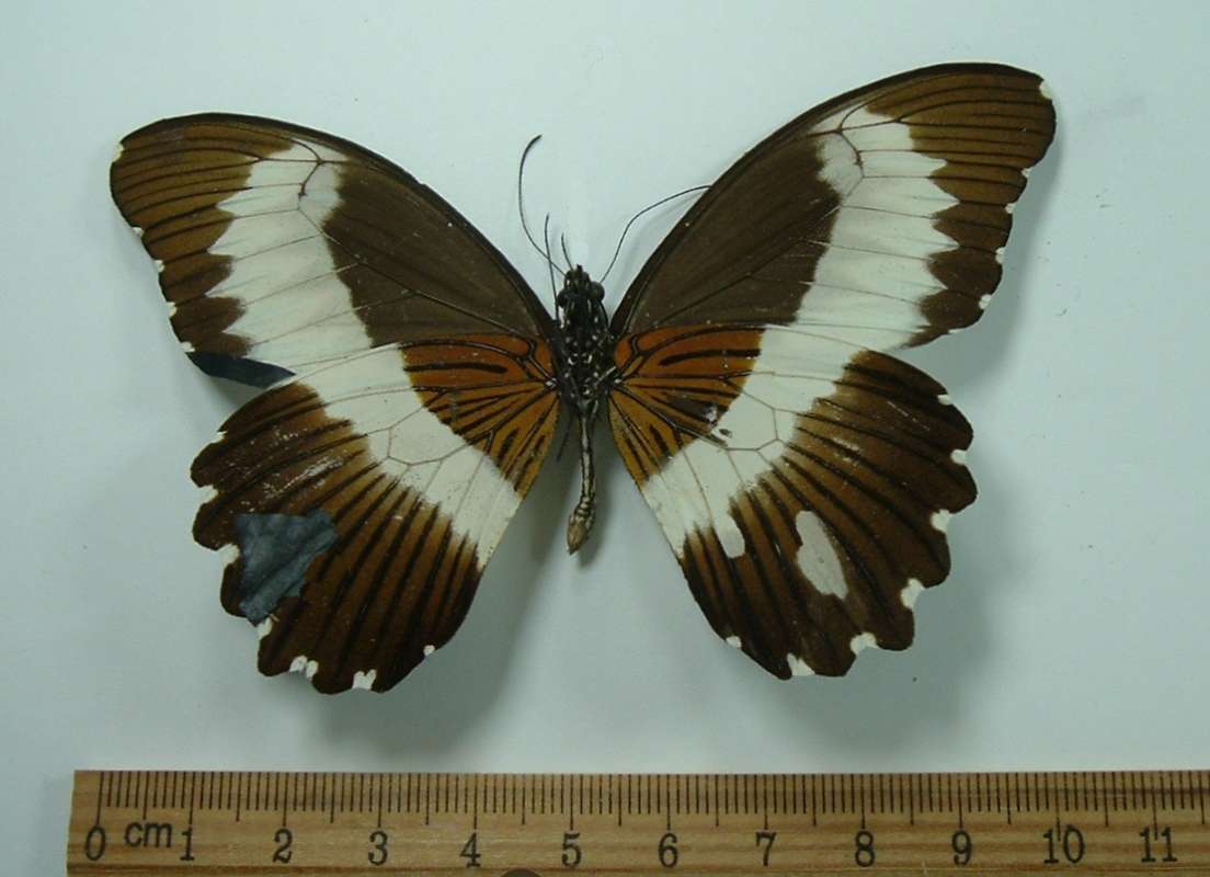 Male - Ventral View, Repaired<br>(Origin of the Specimen: Bangui, R.C.A. August 1975)