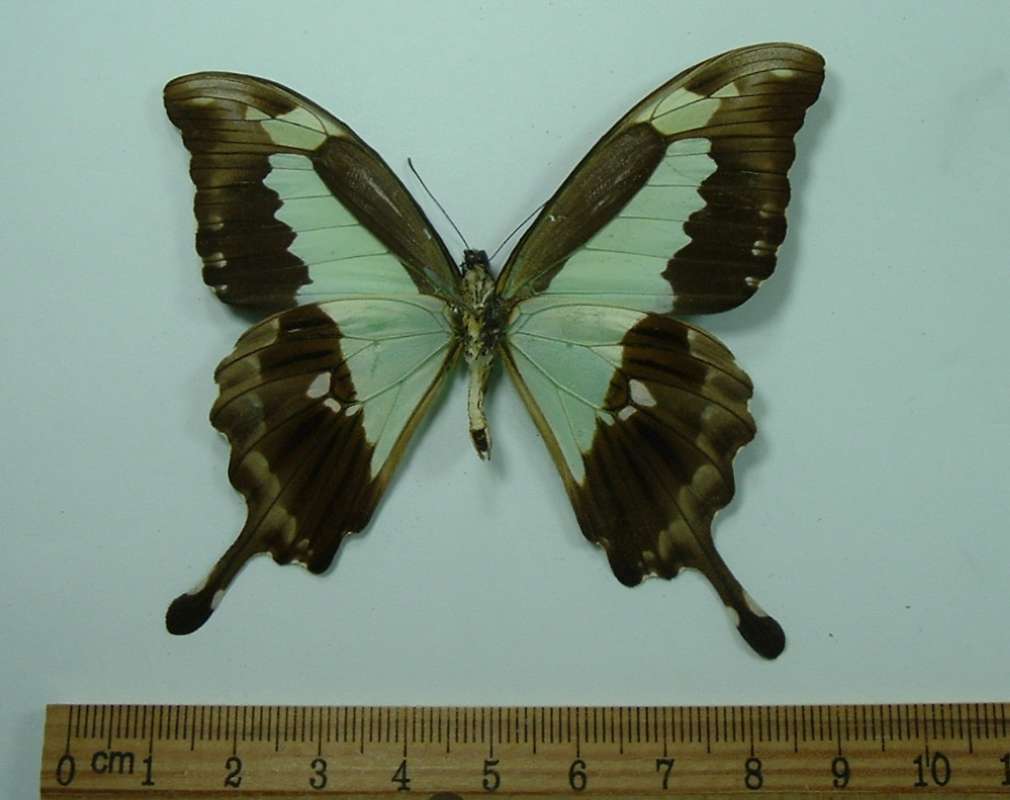 Male, Ventral, ssp congoanus<br>(Origin of the Specimen: Bangui, R.C.A. 1970)