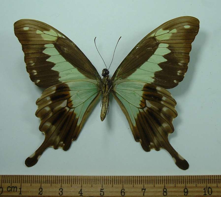 Green Female, Ventral, ssp congoanus<br>(Origin of the Specimen: Bangui, R.C.A., Africa)