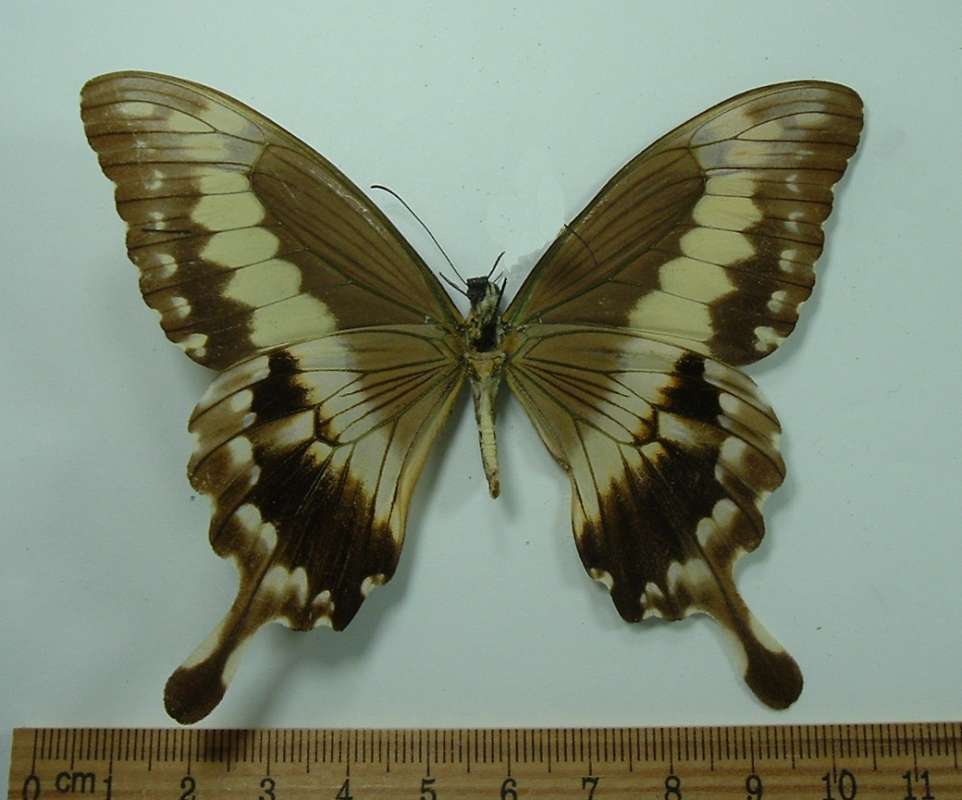 Brown Female, Ventral, ssp congoanus<br>(Origin of the Specimen: Bangui, R.C.A., Africa)