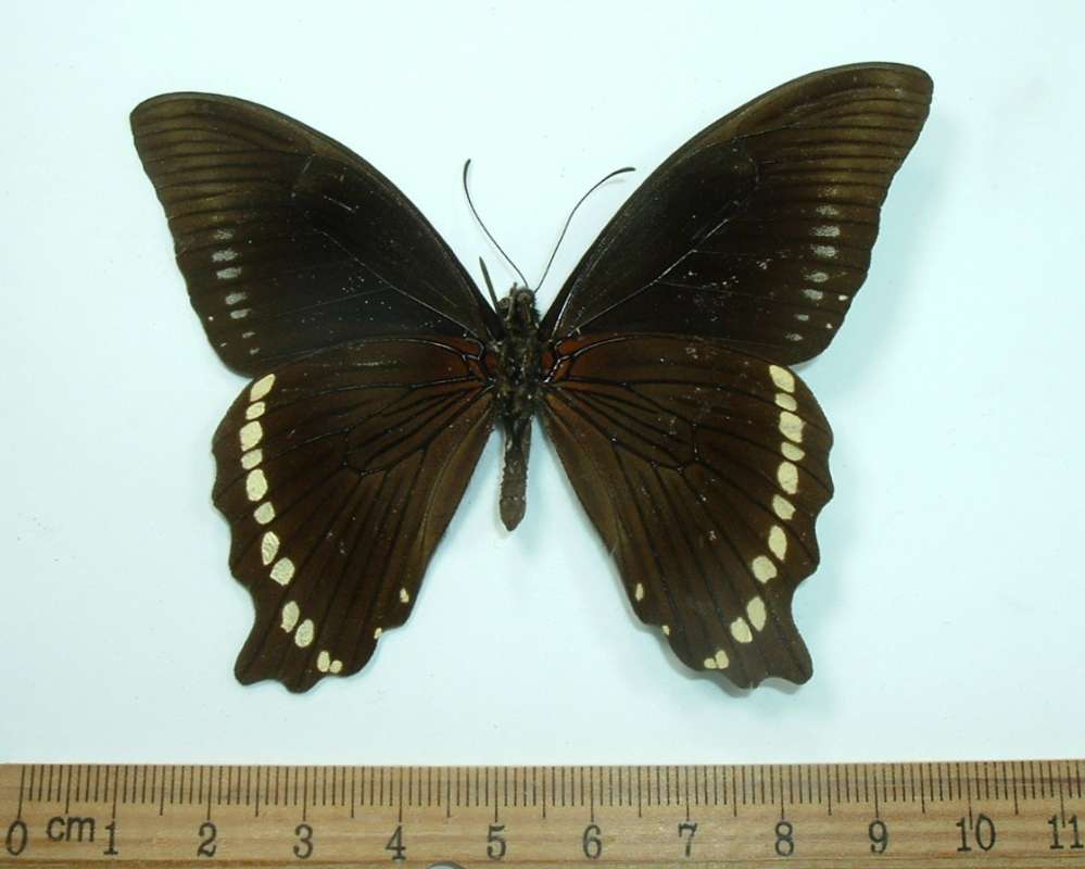 Male - Ventral View, ssp bromius<br>(Origin of the Specimen: Bangui, Rep of Central Africa, 1970)