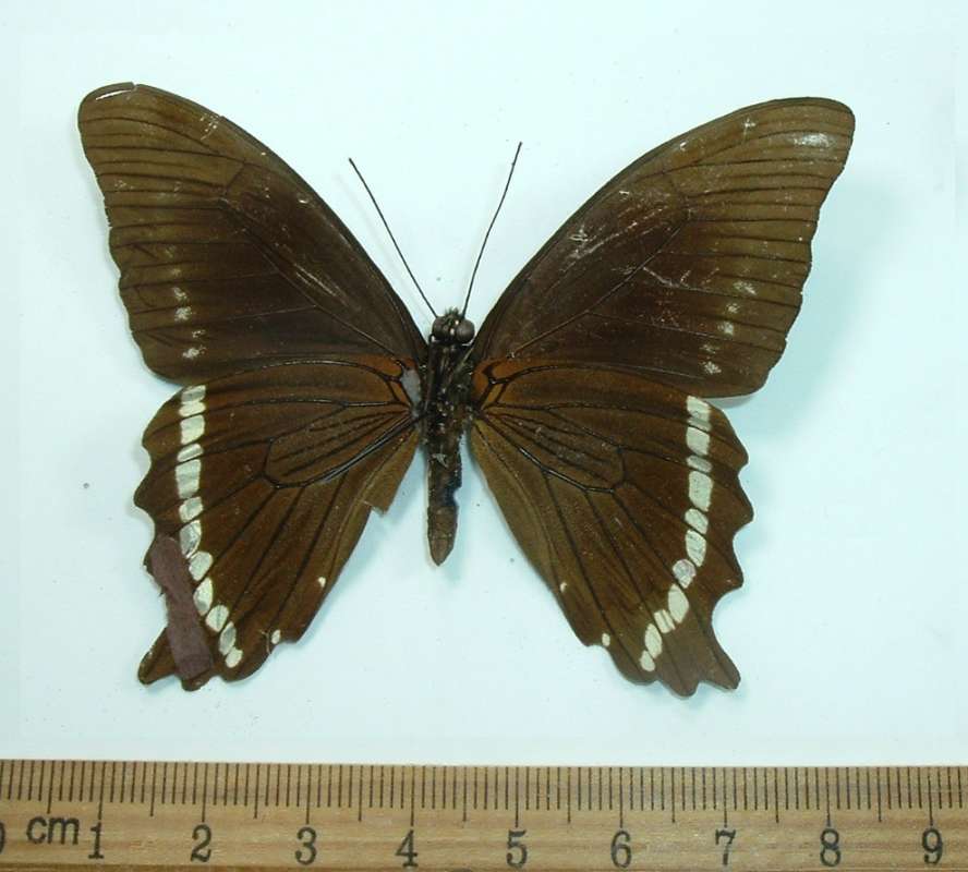 Male - Ventral View - Repaired<br>(Origin of the Specimen: Data Not Legible, Y-----Forest)