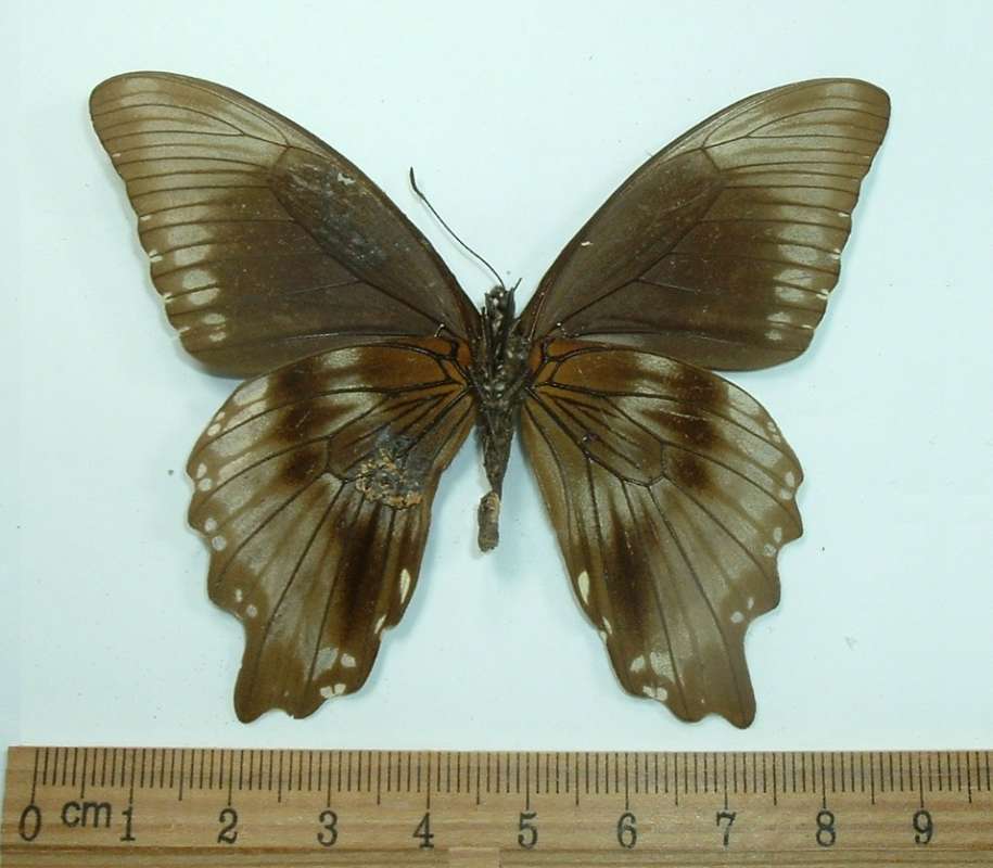 Female, Venral View, ssp sosia<br>(Origin of the Specimen: Ghana, 1973)