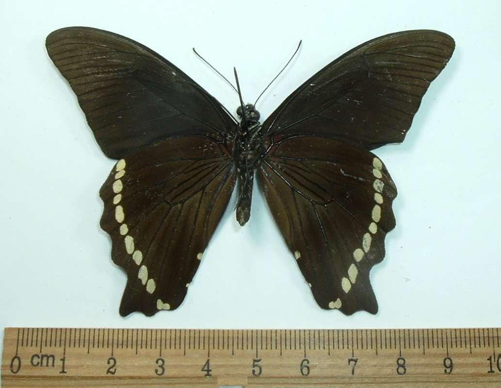 Male, Ventral View, ssp nireus<br>(Origin of the Specimen: Ghana)