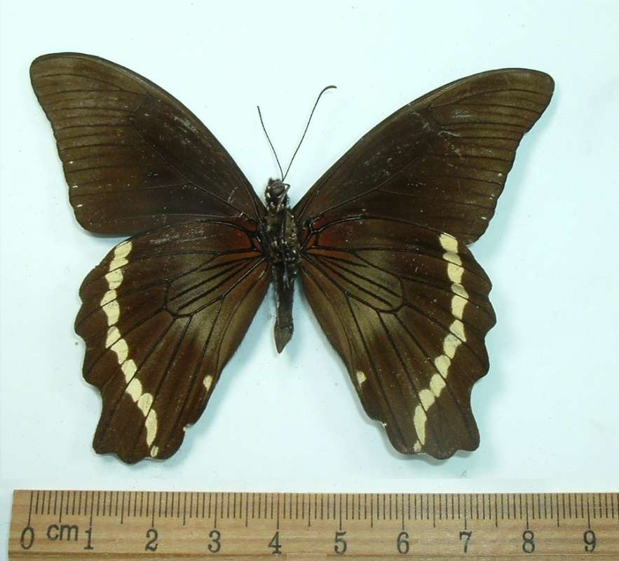 Male - Ventral View, ssp debilis<br>(Origin of the Specimen: Bwamba Forest, Uganda, June 1970)