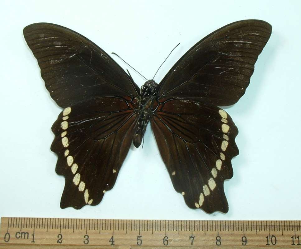 Male - Dorsal View, ssp nireus, Bangui Form<br>(Origin of the Specimen: Bangui, R.C.A., about 1970)