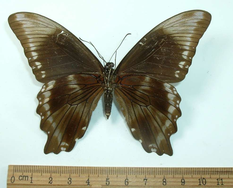 Female, Ventral, ssp nireus, Bangui Form<br>(Origin of the Specimen: Bangui, R.C.A., about 1970)