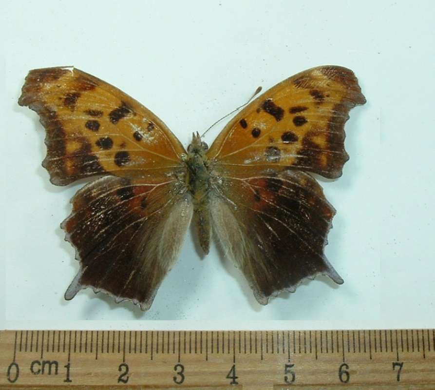 Female - Mounted - Dorsal<br>(Origin of the Specimen: Shaw, Mississippi, 1976)