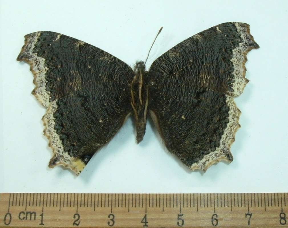 Male - Mounted - Ventral<br>(Origin of the Specimen: Oskosh, Wisconsin)