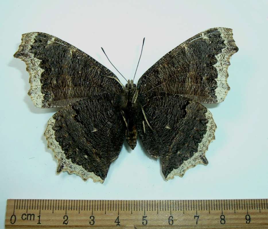 Female -Mounted - Ventral<br>(Origin of the Specimen: No Data Given)