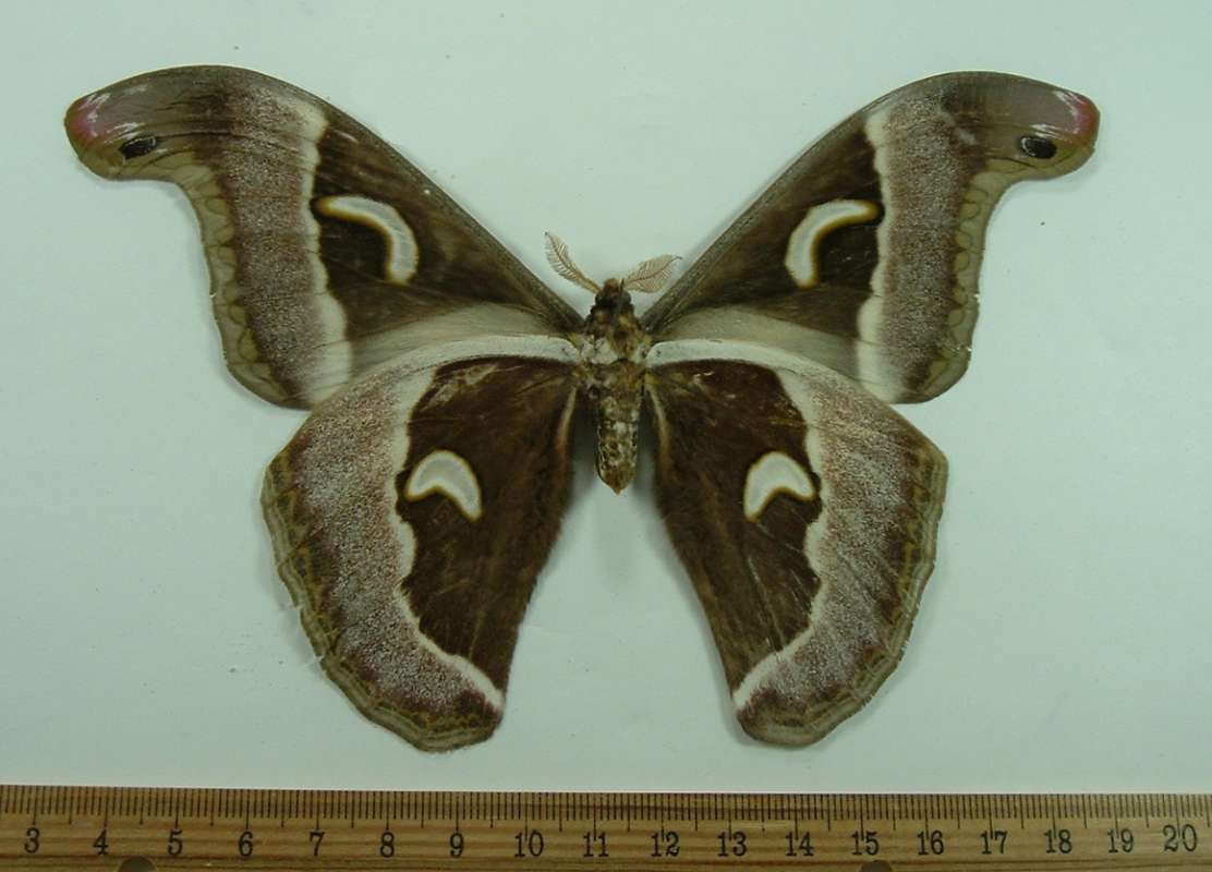 Male - Ventral View<br>(Origin of the Specimen: Tanzania, April 2001)