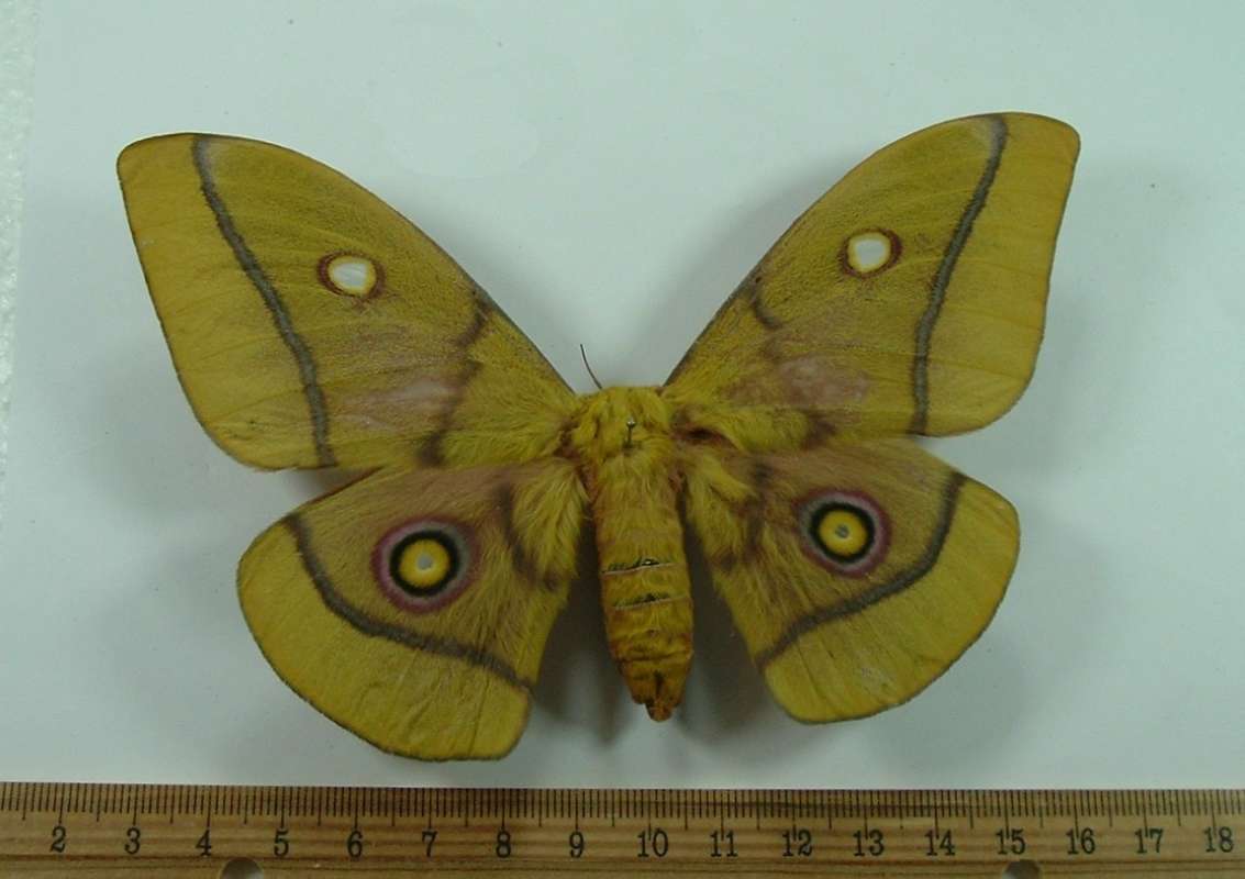 Female - Dorsal View<br>(Origin of the Specimen: Uganda, May 2008)